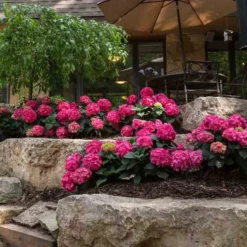 Endless Summer® Summer Crush® Bigleaf Hydrangea -Naty Plants Shop 640 2719 popup