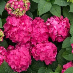 Endless Summer® Summer Crush® Bigleaf Hydrangea -Naty Plants Shop 640 2721 popup