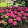 Endless Summer® Summer Crush® Bigleaf Hydrangea