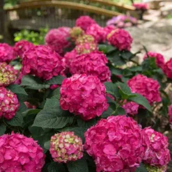 Endless Summer® Summer Crush® Bigleaf Hydrangea -Naty Plants Shop 640 2724 popup