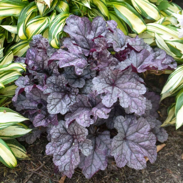 Dolce® 'Frosted Berry' Coral Bells 2 Dolce® 'Frosted Berry' Coral Bells - Image 2