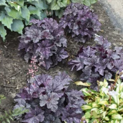 Dolce® 'Frosted Berry' Coral Bells 6 Dolce® 'Frosted Berry' Coral Bells -Naty Plants Shop 654 Dolce Frosted Berry Heuchera 3
