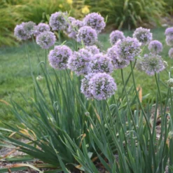 'Bubble Bath' Allium -Naty Plants Shop 658 Bubble Bath Allium 2