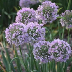'Bubble Bath' Allium -Naty Plants Shop 658 Bubble Bath Allium 3