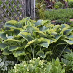 Shadowland® 'Seducer' Hosta -Naty Plants Shop 6598ef6fe9ffaa880ffbbb5ef687e47e