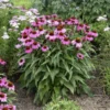Color Coded® 'The Fuchsia Is Bright' Coneflower