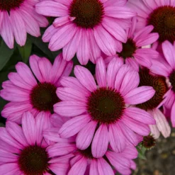 Color Coded® 'The Fuchsia Is Bright' Coneflower -Naty Plants Shop 661 Color Coded The Fuchsia Is Bright Coneflower 3