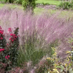 'Undaunted' Muhlygrass -Naty Plants Shop 665 Undaunted Muhlygrass 3