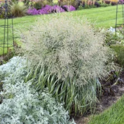 Prairie Winds® 'Niagara Falls' Switchgrass -Naty Plants Shop 666 Prairie Winds Niagara Falls Switchgrass 3