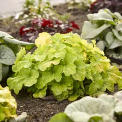 Primo® Pistachio Ambrosia Coral Bells 6 Primo® Pistachio Ambrosia Coral Bells -Naty Plants Shop 669 Primo Pistachio Ambrosia Coral Bells 3