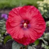 Summerific® 'Valentine's Crush' Perennial Hibiscus