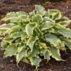 Shadowland® 'Voices In The Wind' Hosta