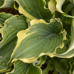 Shadowland® 'Voices In The Wind' Hosta -Naty Plants Shop 675 Shadowland Voices In The Wind Hosta 3