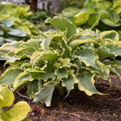 Shadowland® 'Voices In The Wind' Hosta -Naty Plants Shop 675 Shadowland Voices In The Wind Hosta 4