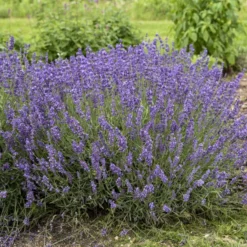 'Imperial Gem' Lavender