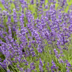 'Imperial Gem' Lavender -Naty Plants Shop 677 Imperial Gem Lavender 3
