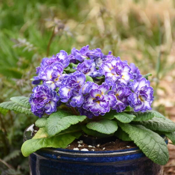 Bouquet Perfect™ 'Blue Ripples' Primrose 1 Bouquet Perfect™ 'Blue Ripples' Primrose