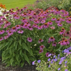 PowWow® Wild Berry Coneflower 9 PowWow® Wild Berry Coneflower -Naty Plants Shop 67e5e69a254d934546bfa5ca86736fa0