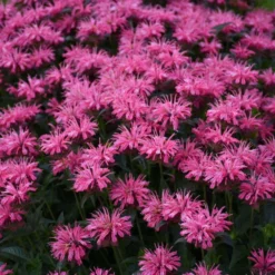 Upscale™ 'Pink Chenille' Bee Balm -Naty Plants Shop 681 Monarda Pink Chenille Bee Balm 3