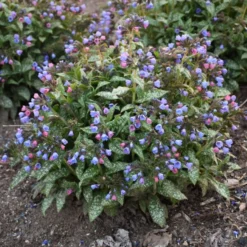 'Pink-a-Blue' Lungwort -Naty Plants Shop 684 Pink A Blue Lungwort 2