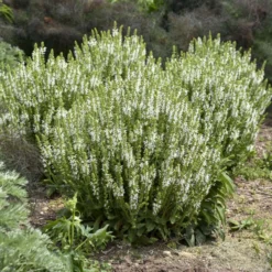 'White Profusion' Salvia -Naty Plants Shop 685 White Profusion Salvia 4