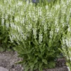 'White Profusion' Salvia