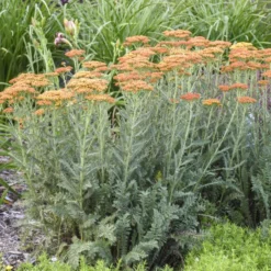 'Sassy Summer Sunset' Yarrow 5 'Sassy Summer Sunset' Yarrow -Naty Plants Shop 688 Sassy Summer Sunset Yarrow 1