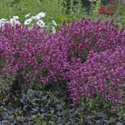 'Rosie Posie' Hummingbird Mint -Naty Plants Shop 691 Rosie Posie Hummingbird Mint 3