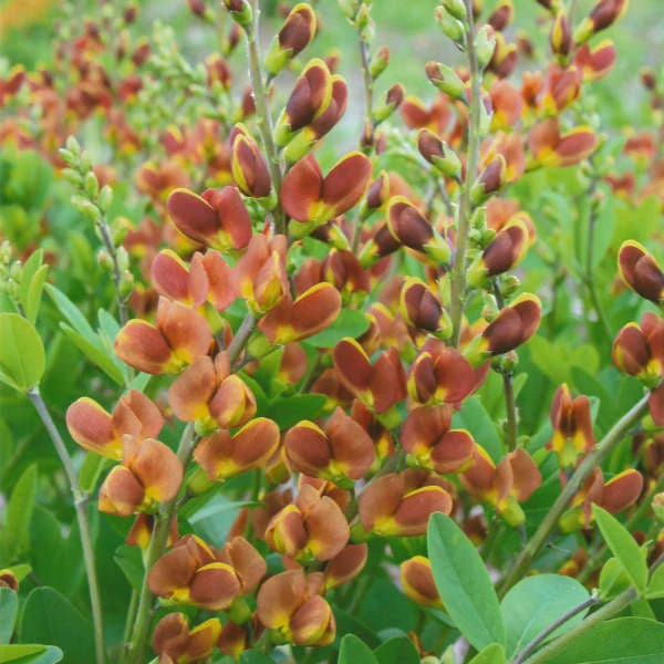 Decadence® 'Cherries Jubilee' False Indigo 2 Decadence® 'Cherries Jubilee' False Indigo - Image 2