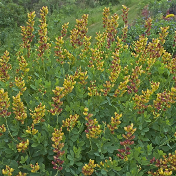 Decadence® 'Cherries Jubilee' False Indigo 3 Decadence® 'Cherries Jubilee' False Indigo - Image 3