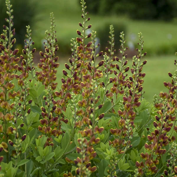 Decadence® 'Cherries Jubilee' False Indigo 4 Decadence® 'Cherries Jubilee' False Indigo - Image 4