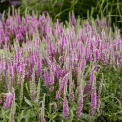 Magic Show® 'Pink Potion' Spike Speedwell