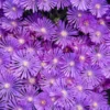 Kaleidoscope™ 'Orchid Flash' Ice Plant