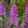 'Dalmatian Purple' Foxglove