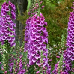'Dalmatian Purple' Foxglove