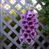 'Sugar Plum' Foxglove