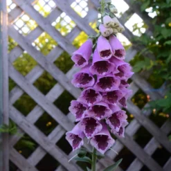 'Sugar Plum' Foxglove