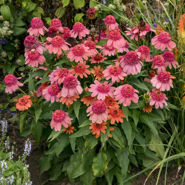 Double Dipped™ 'Rainbow Sherbet' Coneflower 1 Double Dipped™ 'Rainbow Sherbet' Coneflower