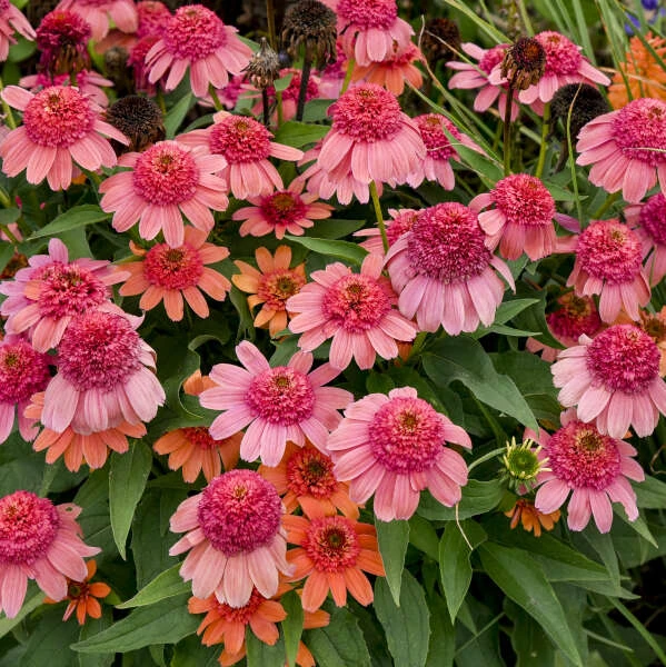 Double Dipped™ 'Rainbow Sherbet' Coneflower 2 Double Dipped™ 'Rainbow Sherbet' Coneflower - Image 2