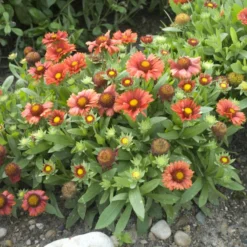 'Arizona Red Shades' Blanket Flower -Naty Plants Shop 710 Arizona Red Shades Blanket Flower 3