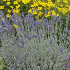 'Silver Mist' Lavender -Naty Plants Shop 713 Silver Mist Lavender 3