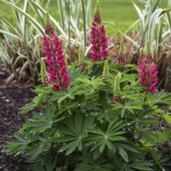 Mini Gallery™ Red Lupine -Naty Plants Shop 716 Mini Gallery Red Lupine 1
