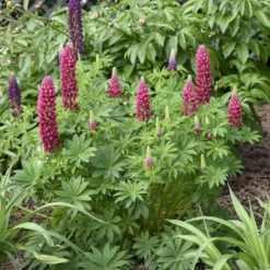 Mini Gallery™ Red Lupine -Naty Plants Shop 716 Mini Gallery Red Lupine 4