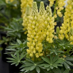 Mini Gallery™ Yellow Lupine