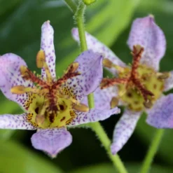 'Autumn Glow' Formosa Toad Lily