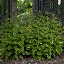 'Autumn Glow' Formosa Toad Lily -Naty Plants Shop 720 Autumn Glow Formosa Toad Lily 4