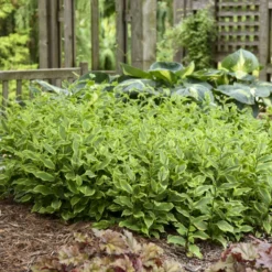 'Autumn Glow' Formosa Toad Lily -Naty Plants Shop 720 Autumn Glow Formosa Toad Lily 5