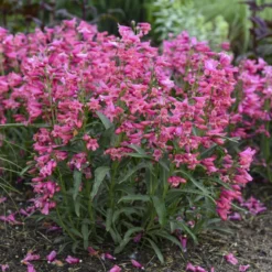 Bejeweled™ 'Pink Pearls' Beardtongue 6 Bejeweled™ 'Pink Pearls' Beardtongue -Naty Plants Shop 7206b84fdb86834eddf508c792f96850