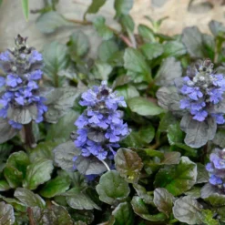 'Black Scallop' Bugleweed -Naty Plants Shop 74c58dbefbdb2ea1fbf1ea1d0c8fff36