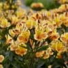 'Summer Breeze' Peruvian Lily